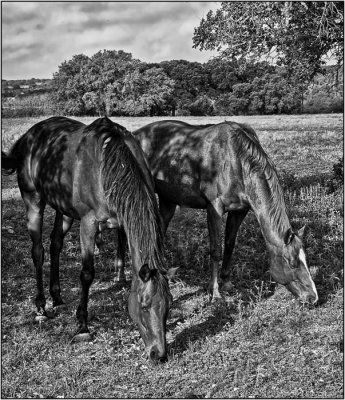 Horse Pair-BW