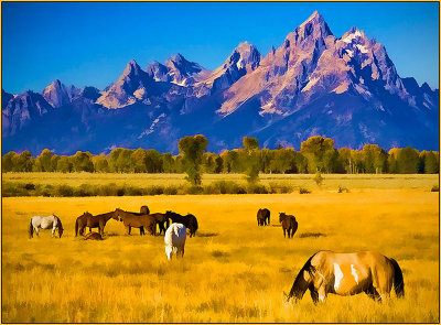 Horses Tetons