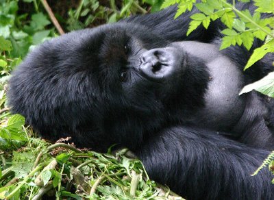Charles Umbano Gorilla Group, Parc De Virungas, Rwanda