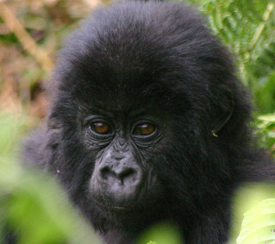Ntakibazo Umbano Gorilla Group, Parc De Virungas, Rwanda