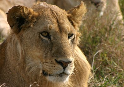 Majestic Lion, Tanzania