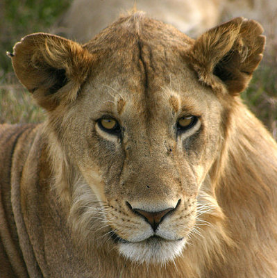 What you lookin' at? Female (?!) Lion, Tanzania