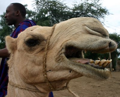 Masi Camel, Arusha Tanzania