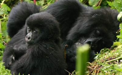 Mother and Baby Mountain Gorillas. Parc De Virungas, Rwanda