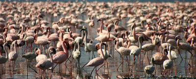Flamingos, Lake Nakuru NP, Kenya. These are the ones that Gemma didn't scare away....