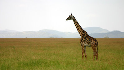 Lone Giraffe, Western Corridor, Serengeti NP, Tanzania Taken quickly whilst avoiding the tsetse flys...