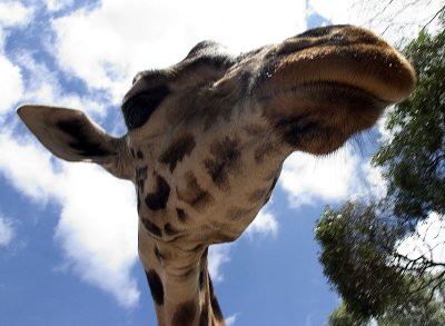 Giraffe, Nr Nairobi, Kenya