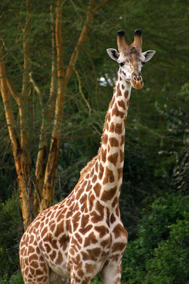 Giraffe, Walking Safari, Lake Naivasha, Kenya
