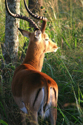 Impala, Lake Nakuru NP, Kenya