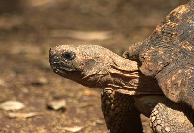 Tortoise - Not exactly big game, but youve got to hone your wildlife photography skills somewhere!