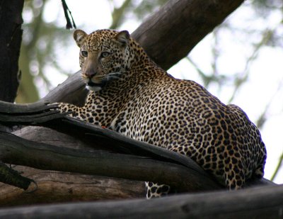 Leopard, Lake Nakuru NP, Kenya
