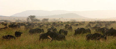 Southern End of the Wildebeest Migration, Serengeti NP, Tanzania