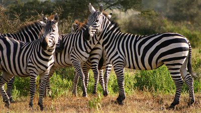 Zebra - Walking Safari, Lake Naivasha, Kenya