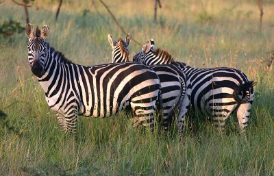 Zebra the moring after the wild camp - Serengeti NP, Tanzania