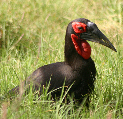 Strange bird!, Lake Nakuru NP, Kenya