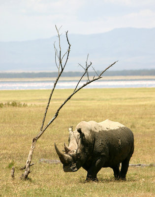 Rhino, Lake Nakuru NP, Kenya