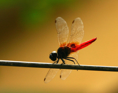 Drangonfly, Northern Vietnam