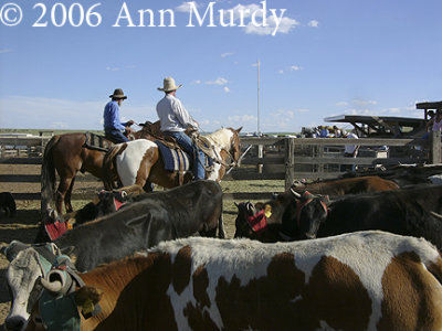 Cowboys at Galisteo Rodeo