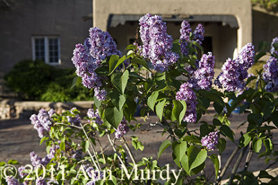 Lilac on Canyon Road