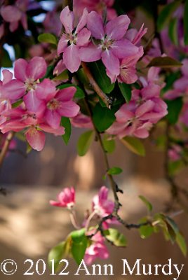 Pink blossoms against adobe