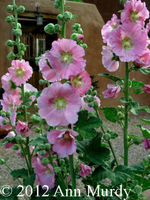 Hollyhocks and Adobe