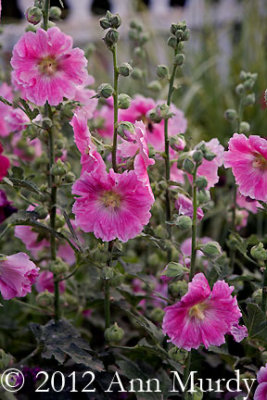 Hollyhocks