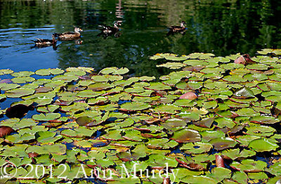 Ducks and Lilly Pads
