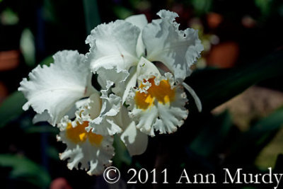 Fancy White Orchids