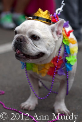 Bulldog in Parade
