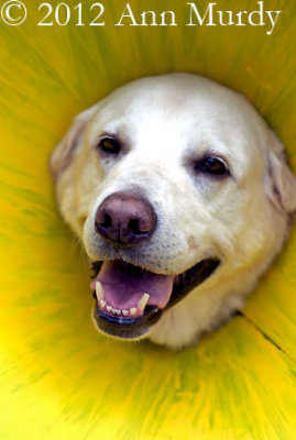 Dog surrounded by yellow ring