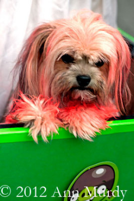 Dog painted red