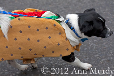 Taco Dog