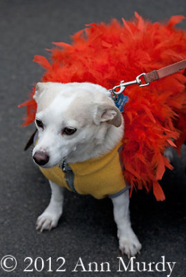 Dog wearing orange feathers