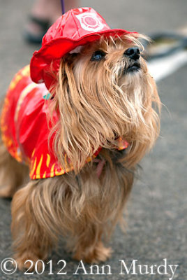 Dog dressed as fireman