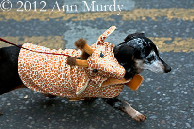 Dog wearing giraffe