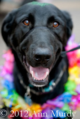 Dog with crepe paper wreath