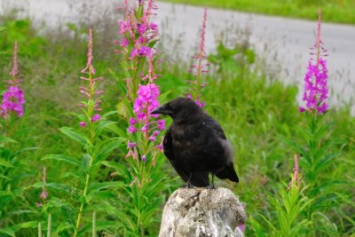 DSC_0064a.jpg
