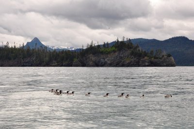 DSC_0334.JPG