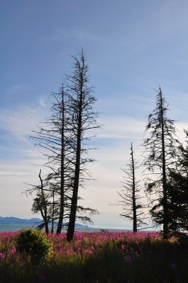 DSC_0795.JPG