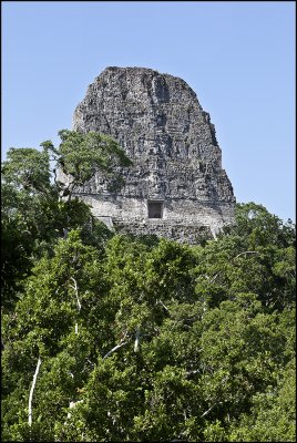 Mayan temple emerging from canopy