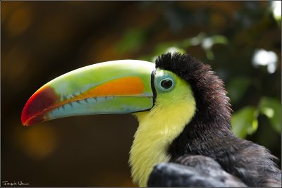 Costa Rica : Birds