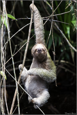 Paresseux / Brown-throated sloth