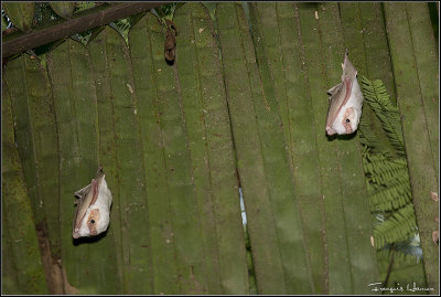 Chauve-souris blanches sous une feuille de palmier / White bats under a palm tree