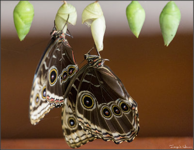 Papillons sortant de leur cocon / Butterflies emerging from their cocoons