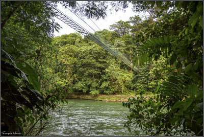 Pont suspendu dans la foret tropicale humide / Suspension bridge in the rainforest