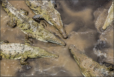 Crocodiles (starving....)
