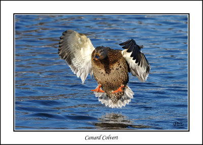 Canard Colvert - Mallard