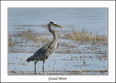Grand Hron - Great Blue Heron