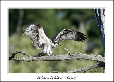 Balbuzard pcheur  -  Osprey