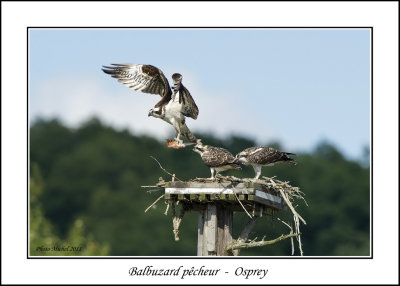 Balbuzard pcheur - Osprey